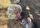 Criminosos invadem fazenda, matam vaca e furtam a carne, em Petrolina de Goiás