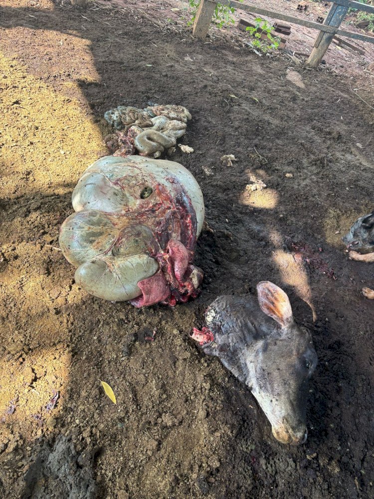 Criminosos invadem fazenda, matam vaca e furtam a carne, em Petrolina de Goiás